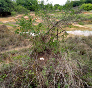 សត្វក្ងោក 0 បញ្ជី